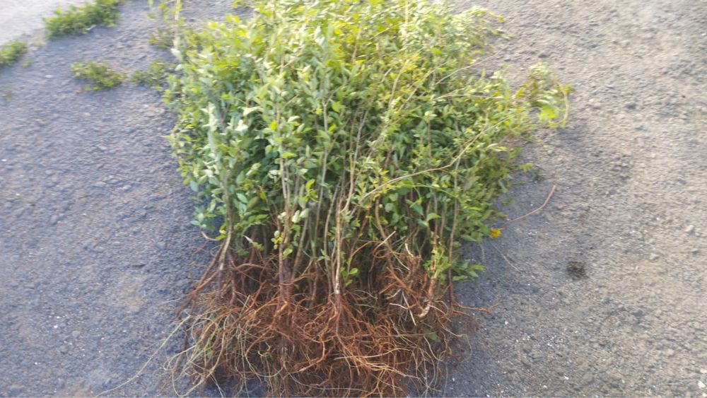 Карагач вяз живая изгородь