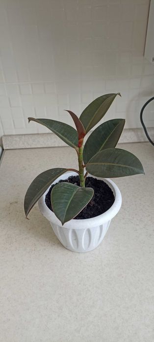 разные цветы от 1000 тенге