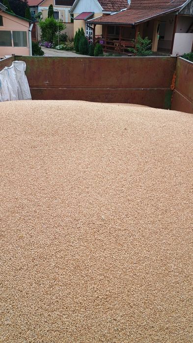 Triticale de vanzare