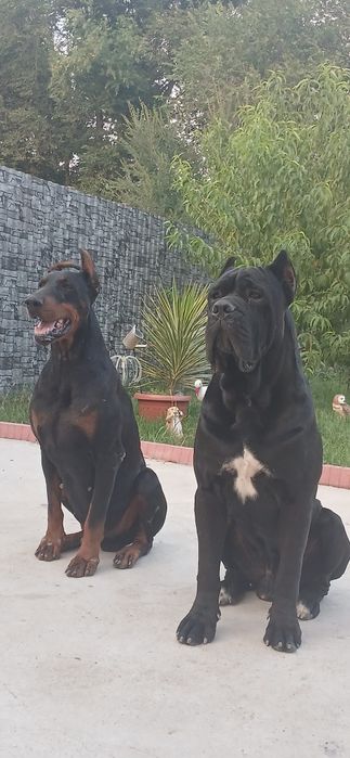 Кобели кане корсо на вязку.