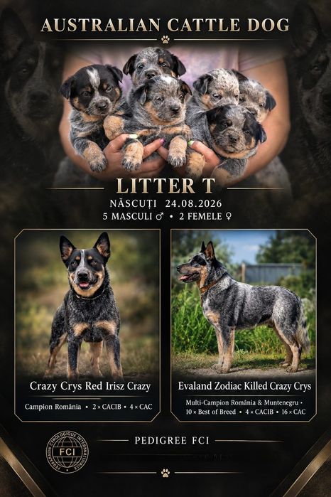 Australian Cattle Dog-femela