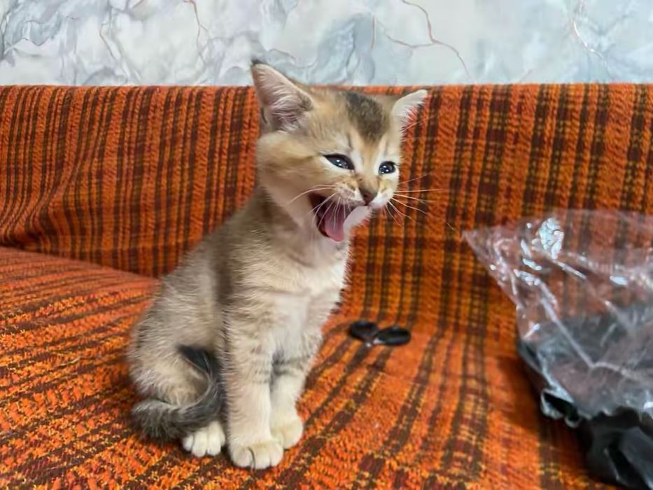 Котята шотланские
