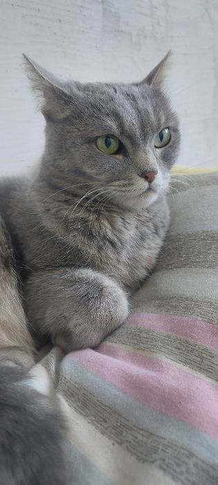 Шотландская кошка бесплатно