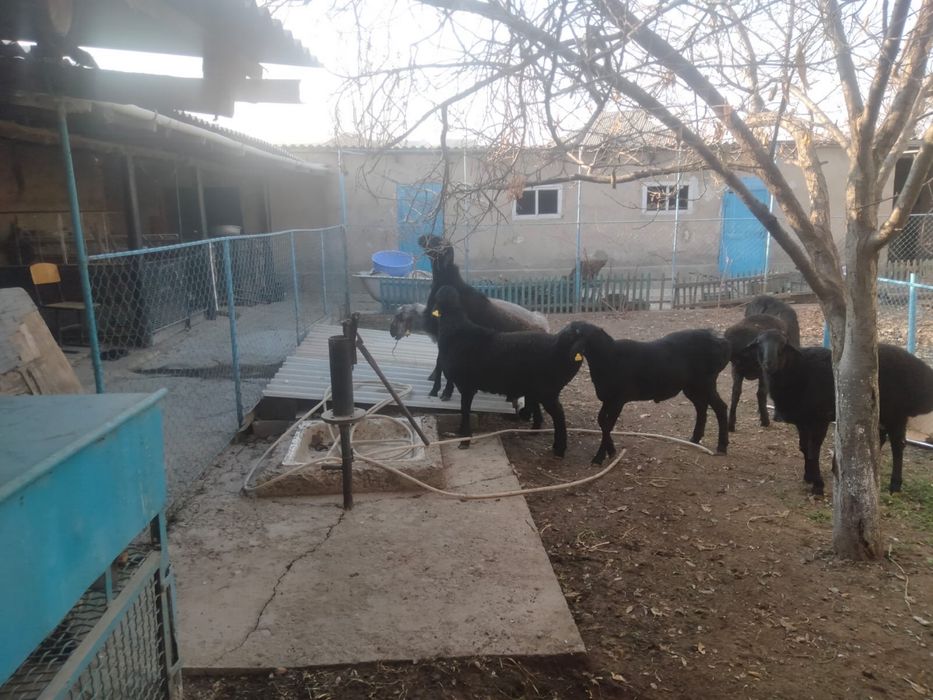 Кошкар тукымдыка денеси дау