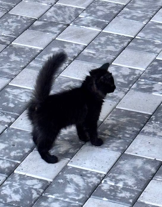 Котенок 6 месяцев