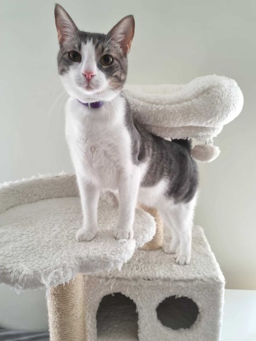 Търси се дом за млад и енергичен котарак