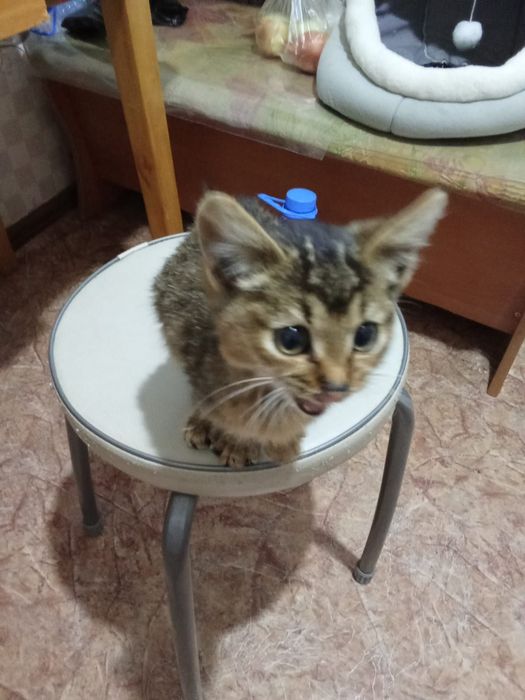 отдам котенка в хорошие руки