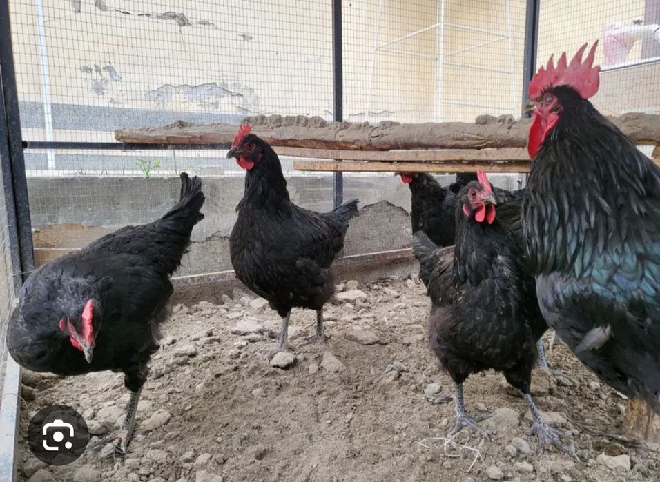 Qora tovuqlar sotiladi xamasi sog'lom tuxumda
