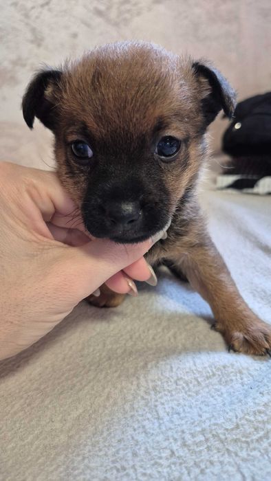 Мини пинчер момче и момиче