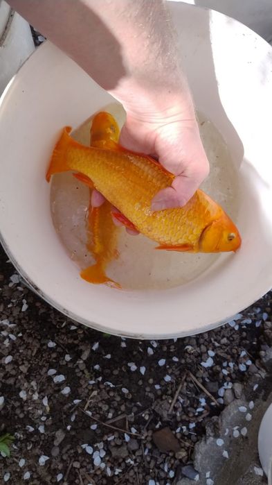 Карп кои с частного пруда продам