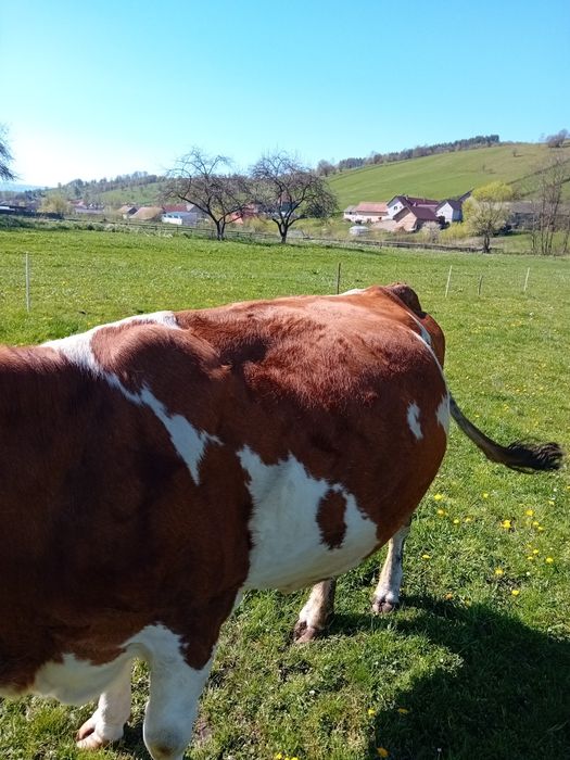 Vind vaca baltata romaneasca gestanta in 8 luni