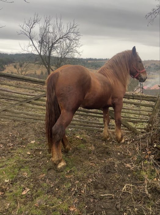 Vand armasar de 2 ani jumate