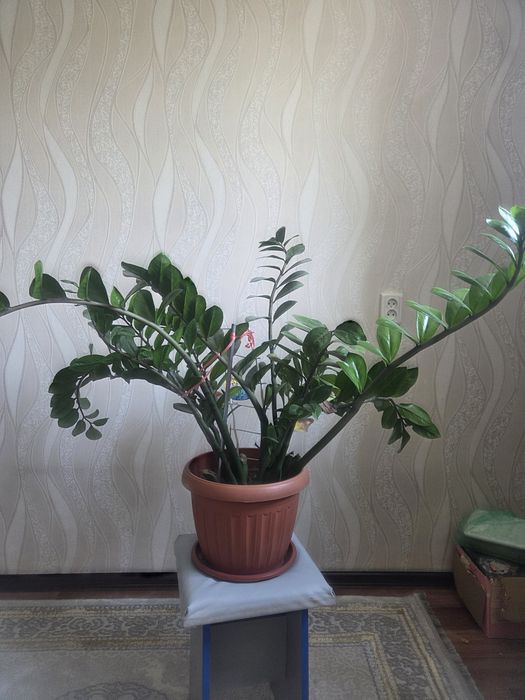 Доллар продам срочна