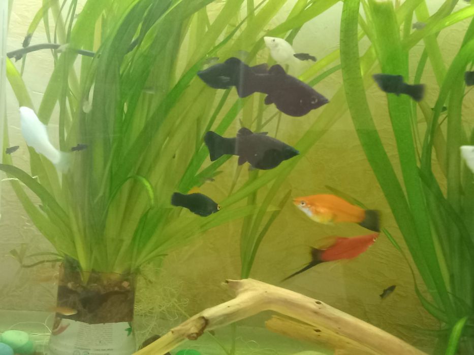 Аквариум балықтары сатылады