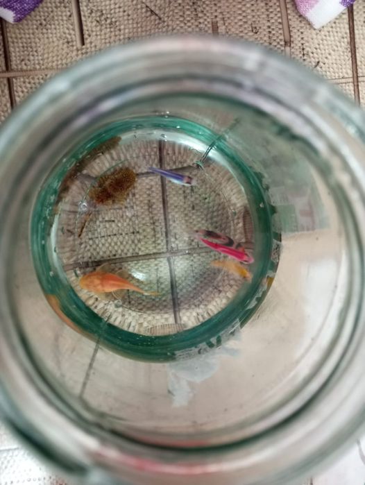 Продаю Аквариум с рыбками