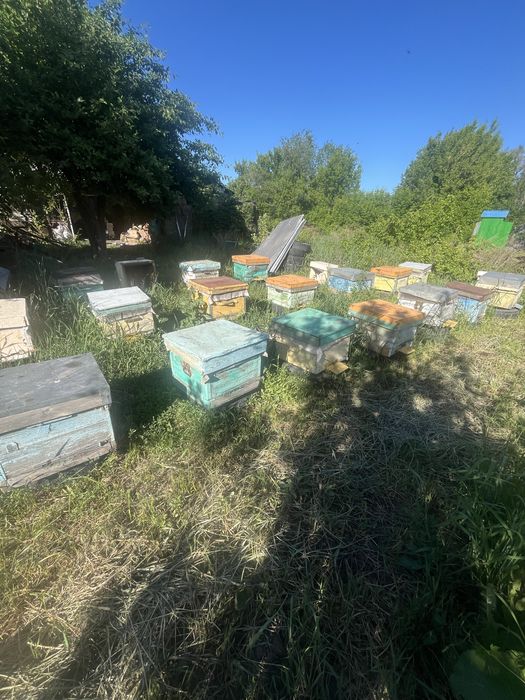 продам пчел , улики , суши , рамки