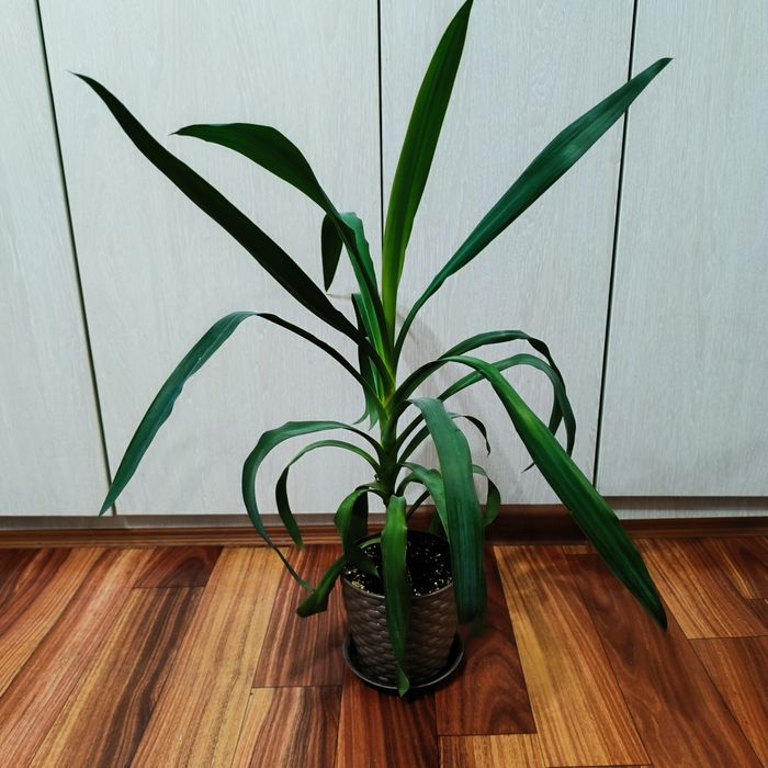 Комнатные растения - Юкка