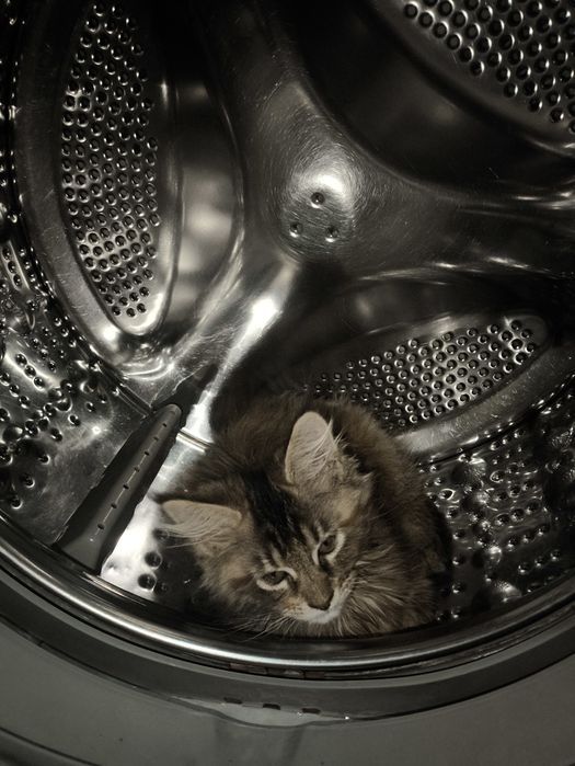 Мейнкун котятки.Милые девочки.