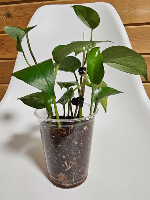 Комнатные цветы недорого