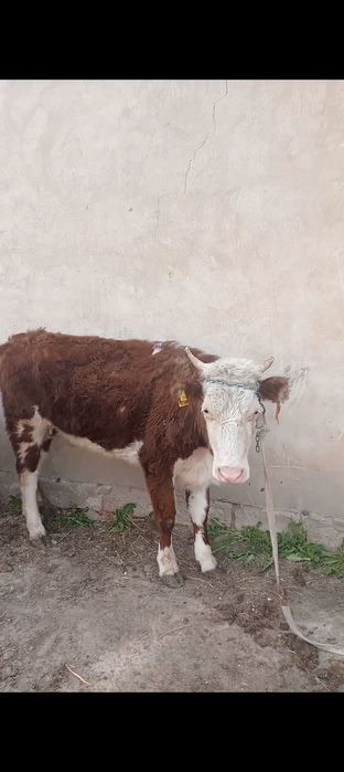 Баспақ қашар күйлері жақсы