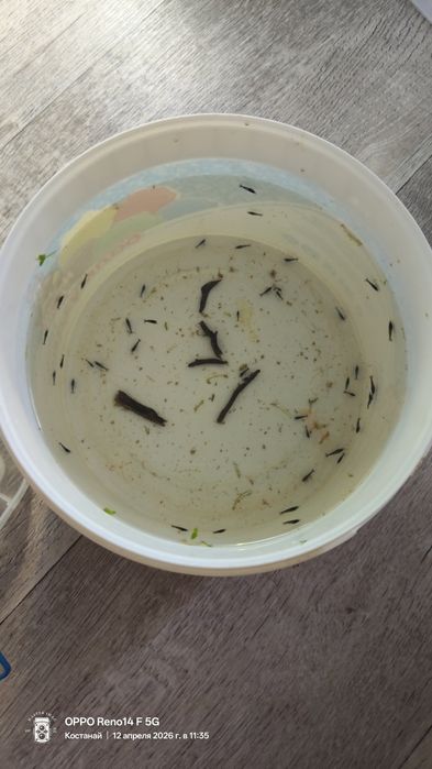 Продам креветок blue dream