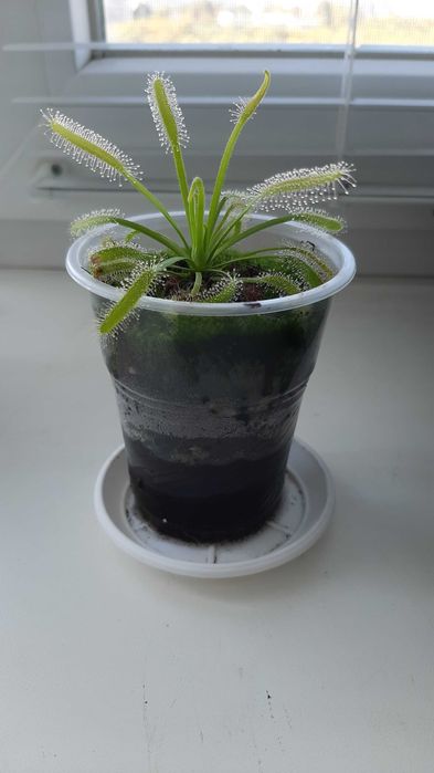 Росянка, хищно растение