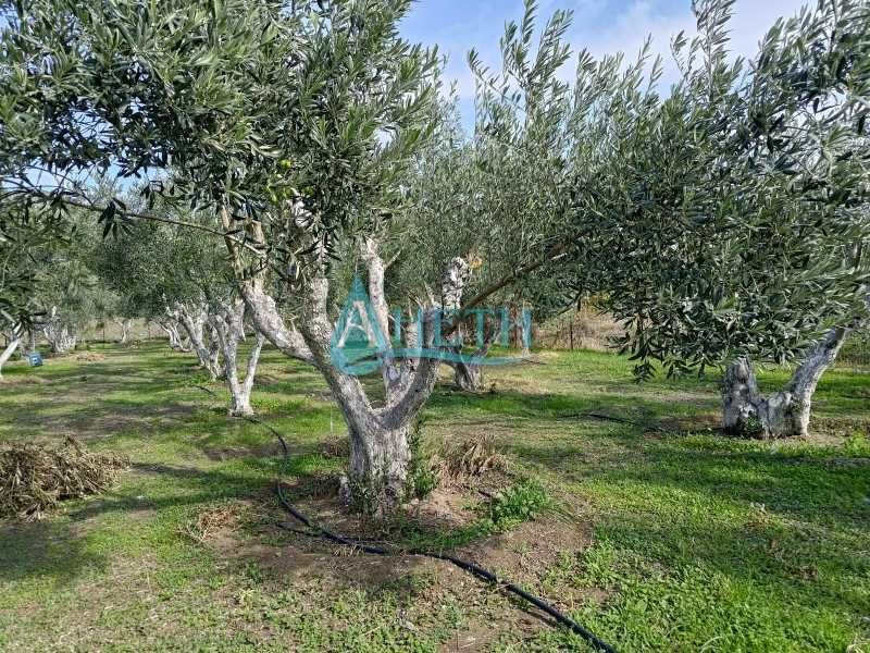 Парцел 1437м2 и75 маслинови дървета с.Волви, Аспровалта Гърция, с вода