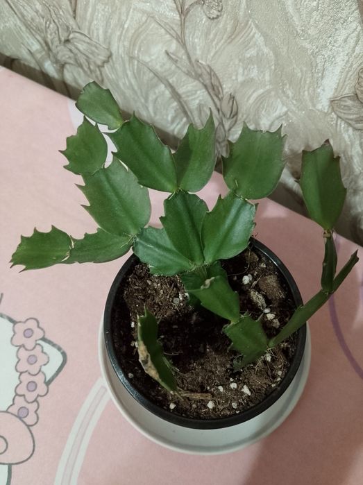 Домашние цветы. См.фото