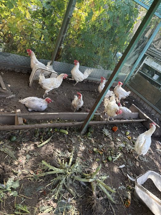 Продам курей 10 штук