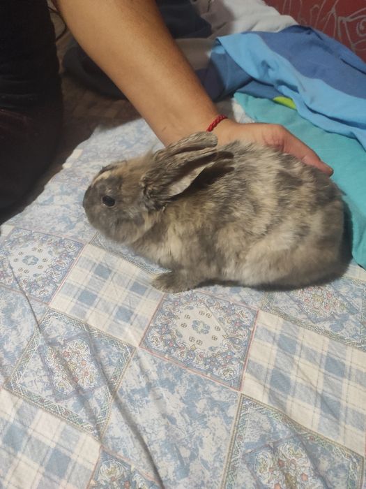 Декоративни зайци