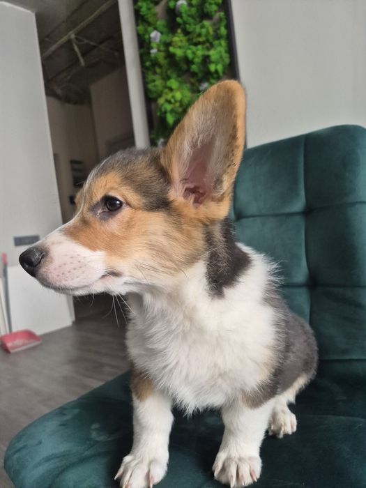 Щенок Корги пемброк