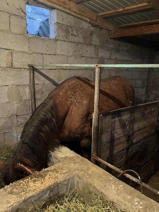 Бие сатыладыы бордакы