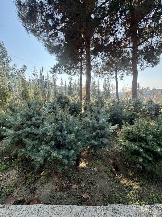 Продаются голубые ели