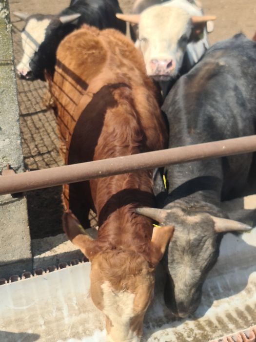 Tauri Bălțată Românească