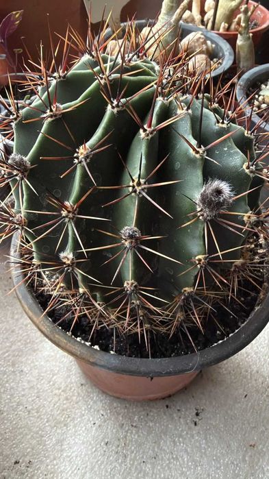 Детка цветущего кактуса