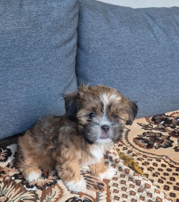 Vând cățel shih tzu