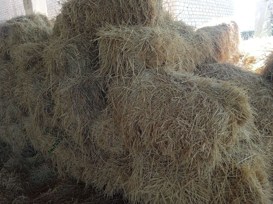 Sholi somon, kichik konbayin o'rgan yuza qismidan