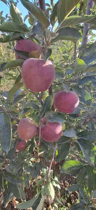 Ishonchli mevali va manzarali ko'chatlar sotamiz