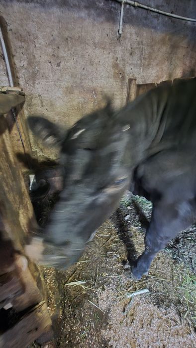 Vand junica angus