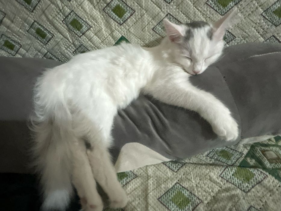 котенок/кошка 7-8 месяцев