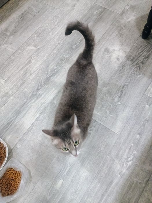 Отдам кошечку в добрые руки