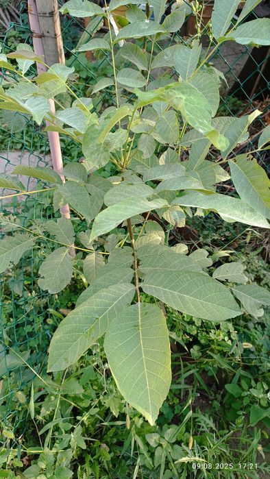 Продам саженец грецкого ореха