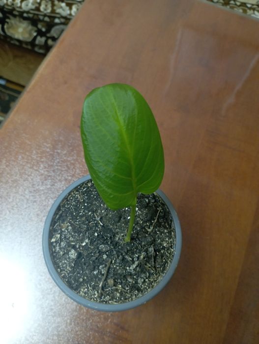 Продам цветок Калла эфиопская