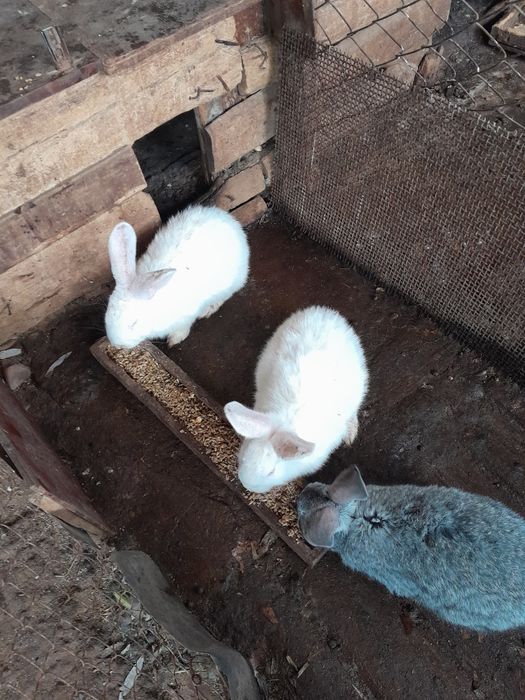 Продам кроликов по 1000т