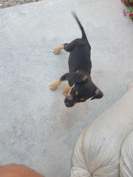 Donez metis jagd terrier