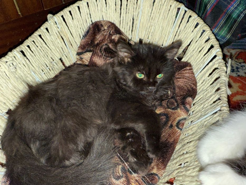 Отдам котят в добрые руки