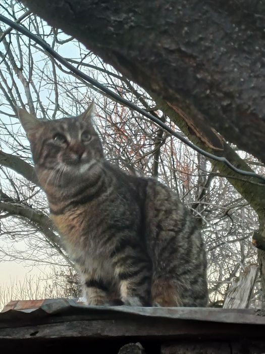 Donez pisicute in varsta de 7 luni