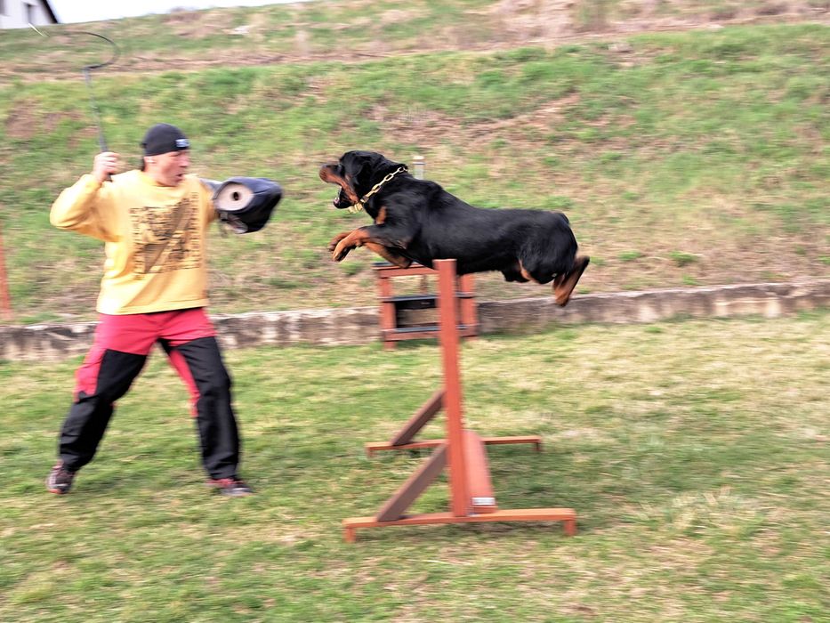 Rottweiler dresat la nivel înalt pentru pază și protecție