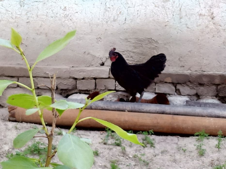 Qora uxayli zotli tovuq, xuroz