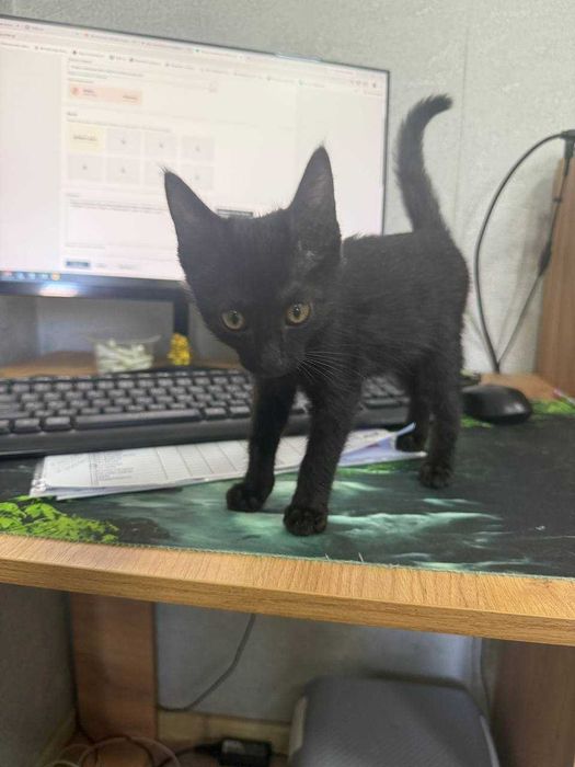 Отдам в хорошие руки черного котенка мальчика